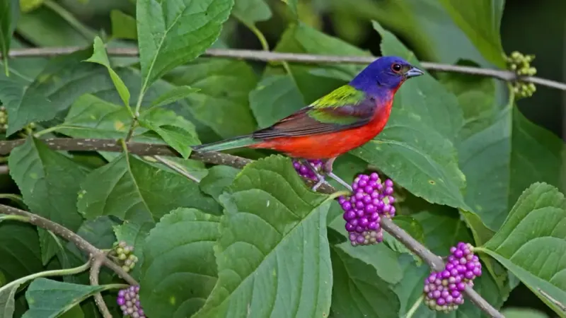Dense Low Cover Gave These Secretive Birds What The Yard Was Missing