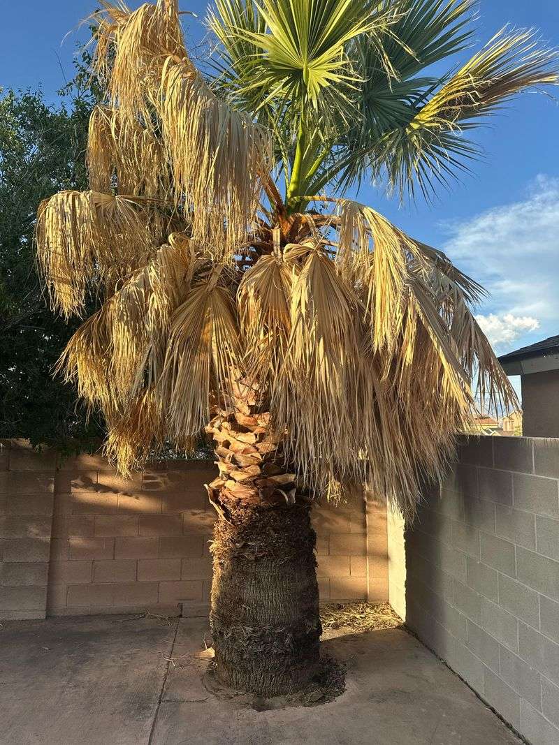 Dense Palm Skirts Hiding More Than Homeowners See Dense Palm Skirts Hiding More Than Homeowners See