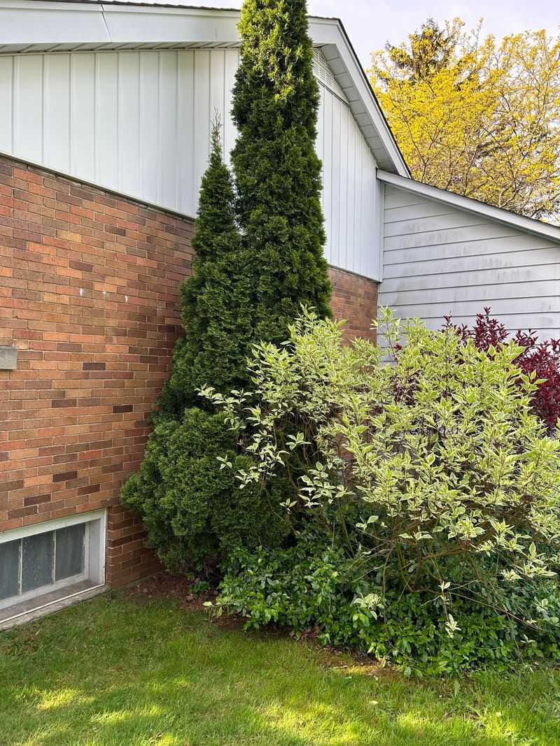 Dense Plantings Against The House Hide Roaches From Predators Dense Plantings Against The House Hide Roaches From Predators