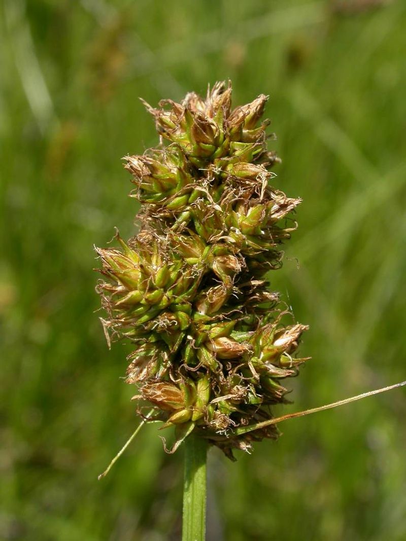Dense Sedge Handles Seasonally Wet Ground