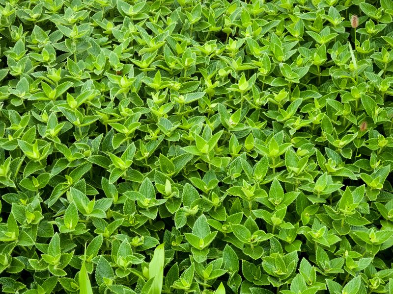 Dense Shrubs And Ground Cover