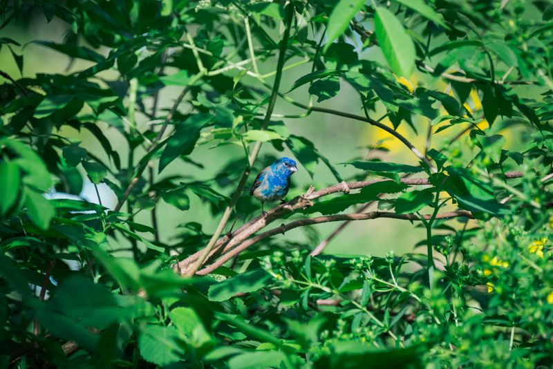 Dense Shrubs And Native Plants For Cover And Nesting