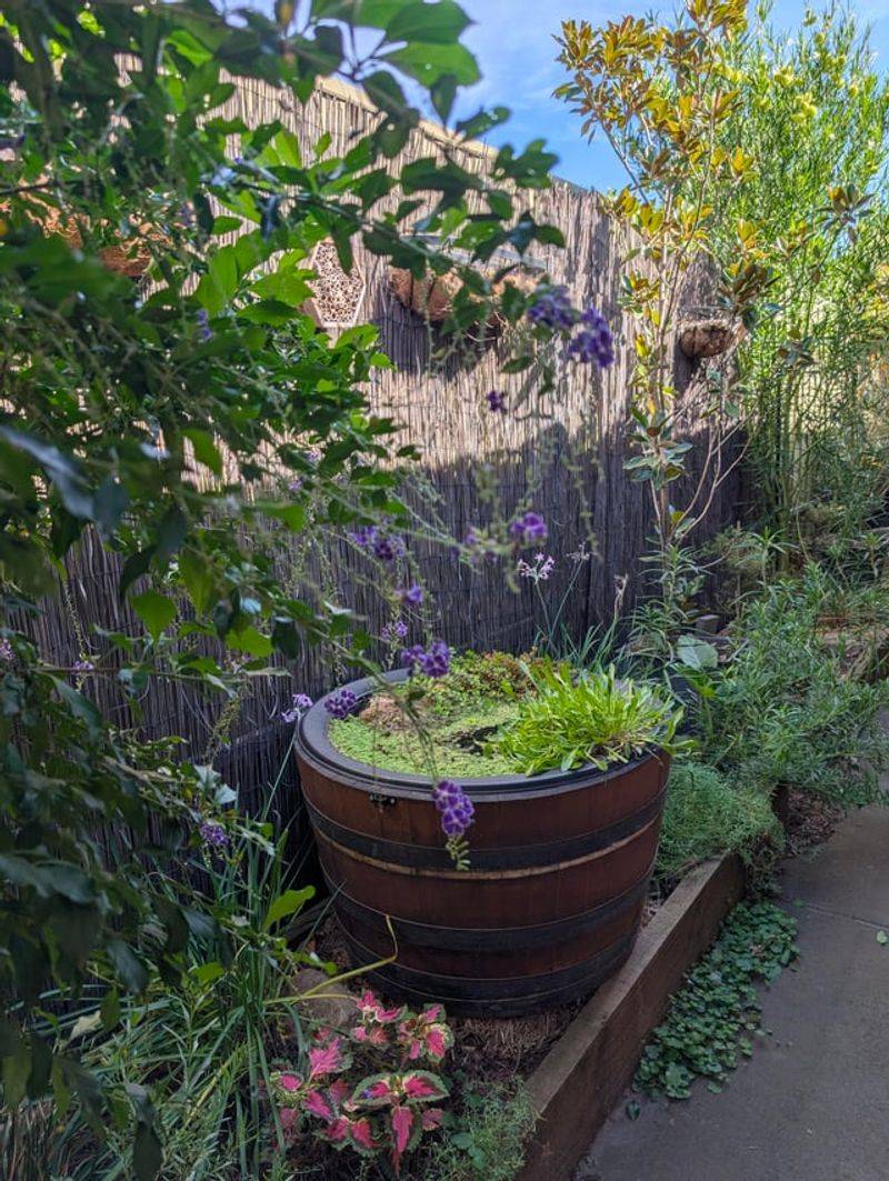 Dense Shrubs Beside The Feeder Make The Approach Easier