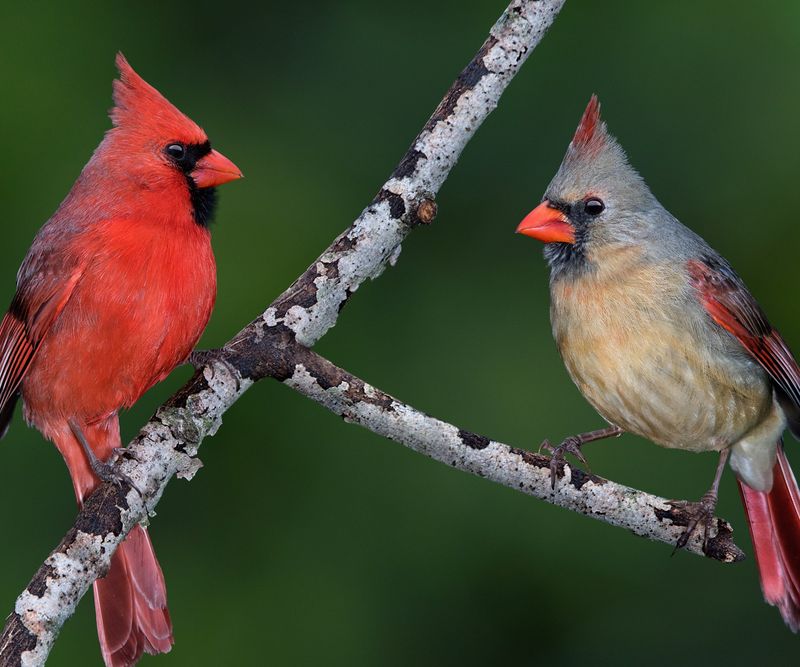 Dense Shrubs Give Cardinals A Reason To Stay Close
