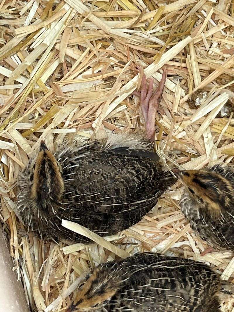 Dense Shrubs Give Chicks A Place To Hide Dense Shrubs Give Chicks A Place To Hide