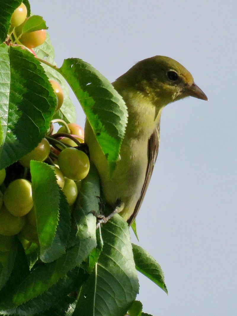 Dense Shrubs Give Tired Birds A Place To Hide