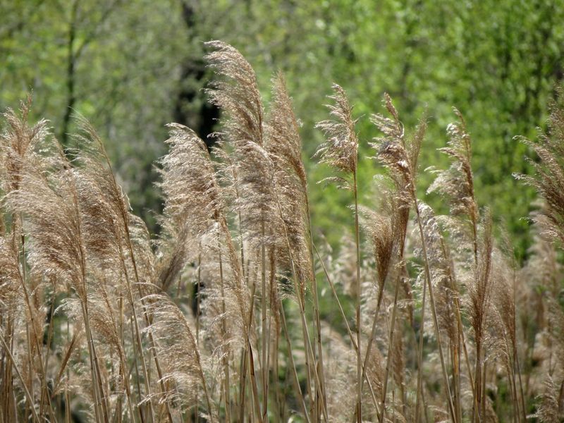 Dense Stands Push Out Native Plants Dense Stands Push Out Native Plants