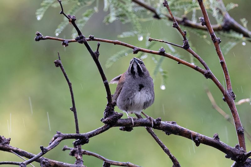 Dense Trees And Shrubs Can Provide Useful Storm Cover Dense Trees And Shrubs Can Provide Useful Storm Cover