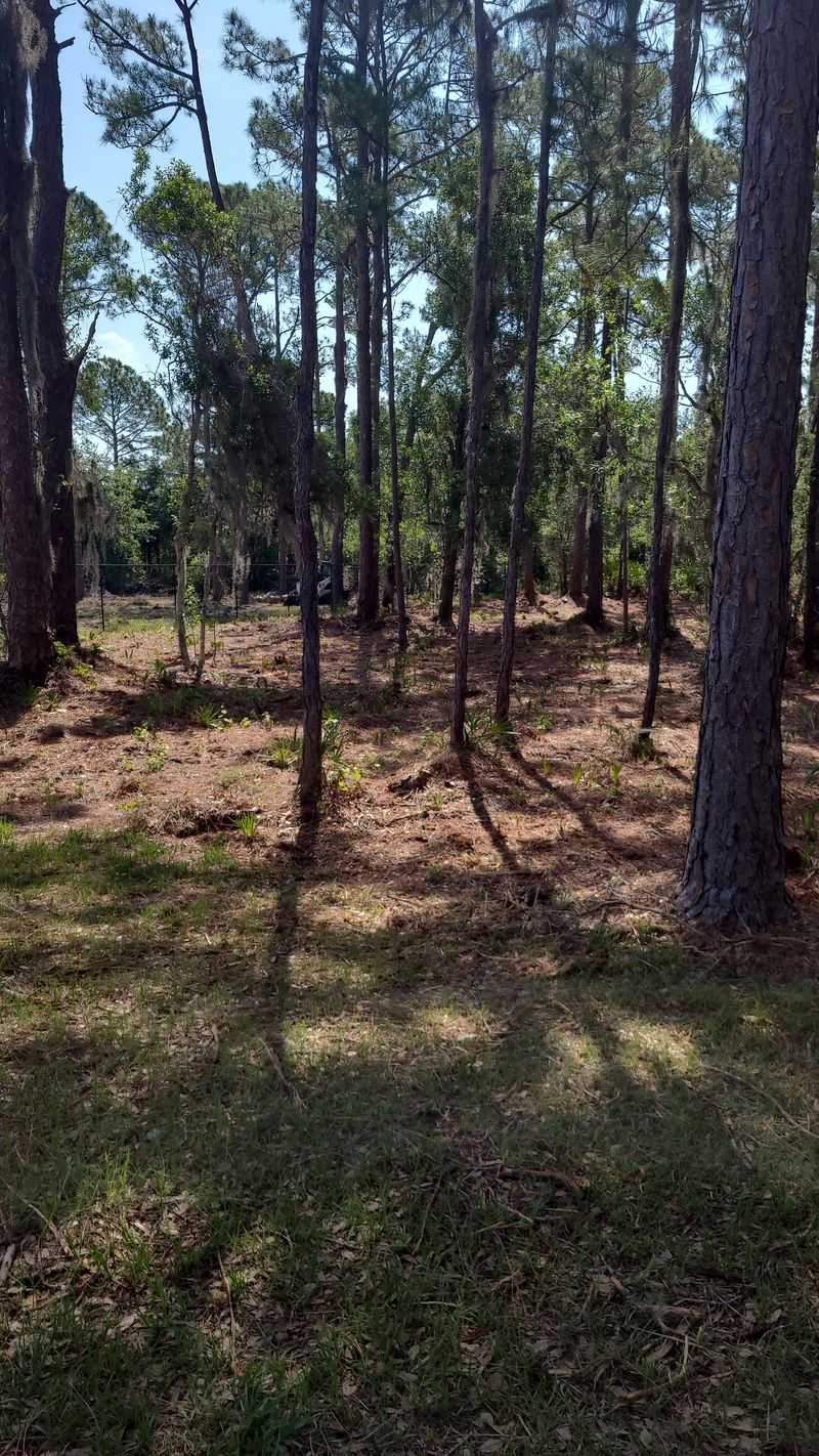 Dense Trees And Shrubs Make A Yard More Useful Than An Open Lawn