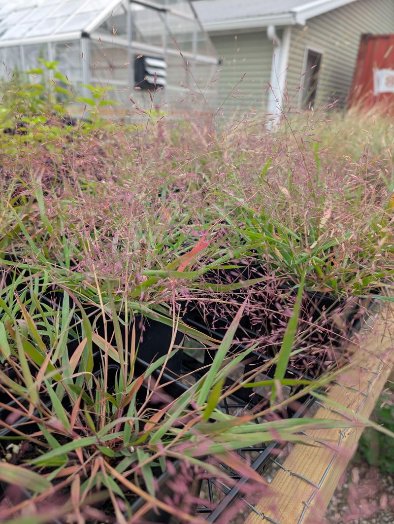 Dense Turf Makes Mounds Easier To Spot Dense Turf Makes Mounds Easier To Spot