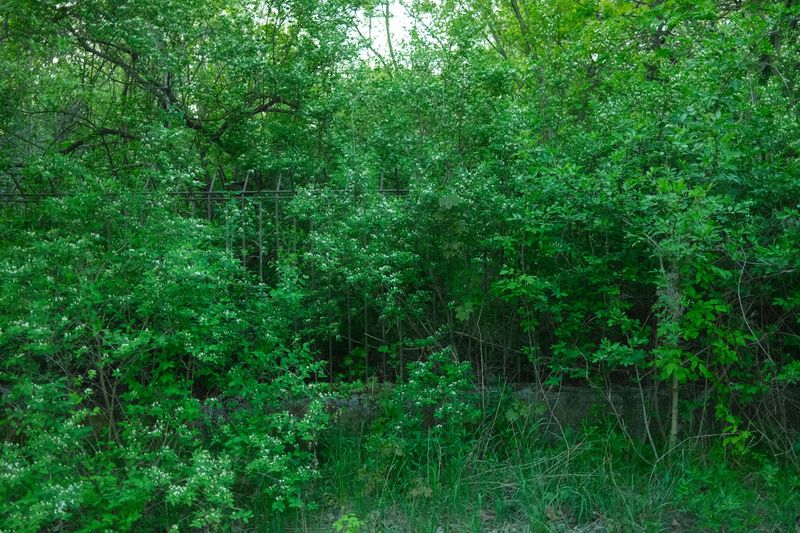 Dense Vegetation Along Fence Lines Shelters Roach Colonies Dense Vegetation Along Fence Lines Shelters Roach Colonies