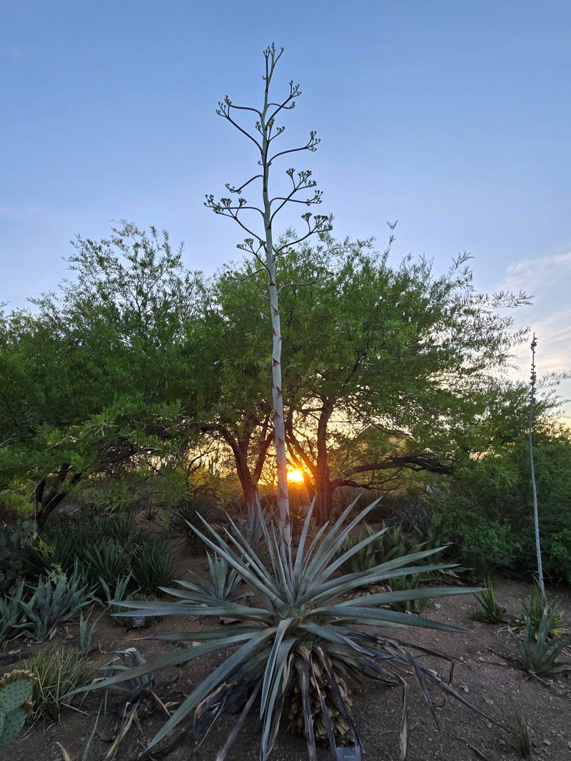 Desert Agave Keeps Beds Neat Year-Round Desert Agave Keeps Beds Neat Year-Round