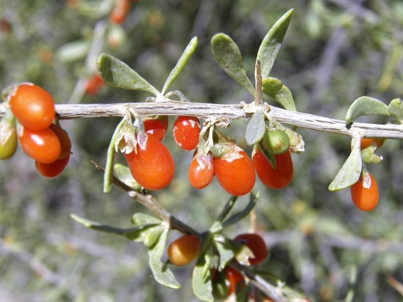 Desert Conditions Suit This Native Shrub