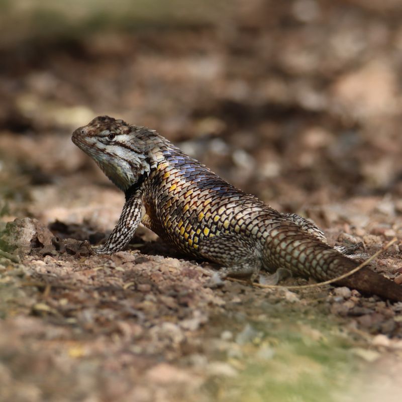 Desert Iguanas Can Handle Extreme Heat