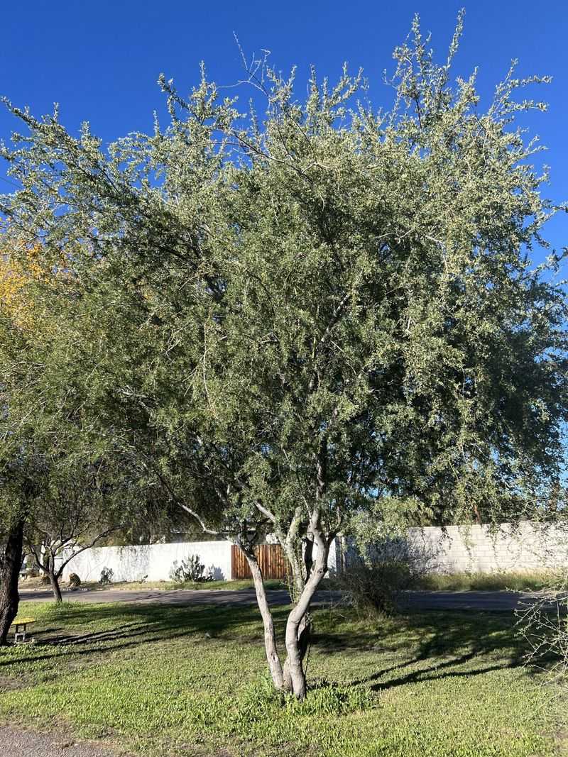 Desert Ironwood Is Built For Intense Desert Heat