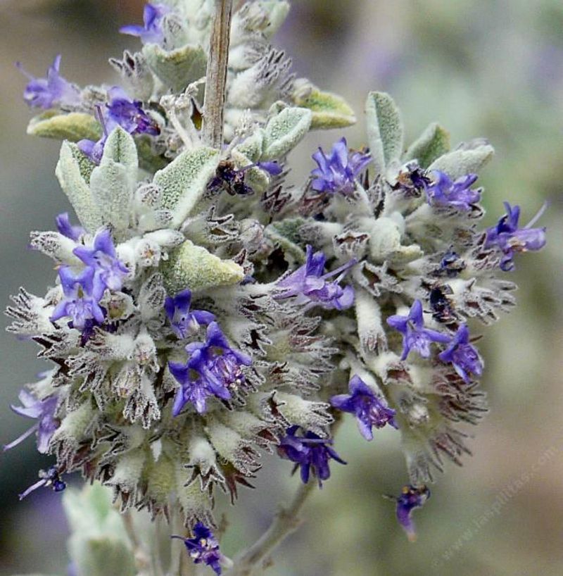 Desert Lavender Adds Soft Texture Around Bold Succulents Desert Lavender Adds Soft Texture Around Bold Succulents