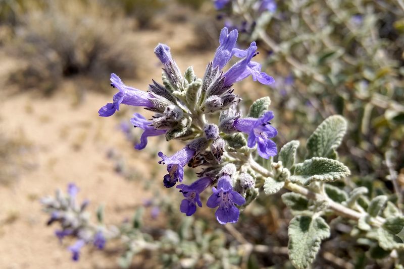 Desert Lavender Brings Fragrance Right By The Door
