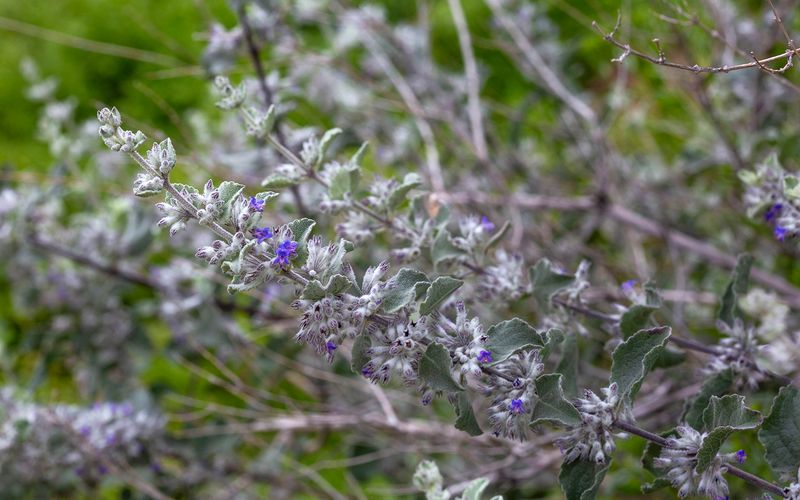 Desert Lavender Thrives In Dry Air Desert Lavender Thrives In Dry Air