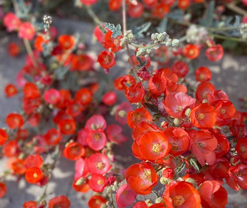 Desert Mallow Adds Warm Color Without Crowding