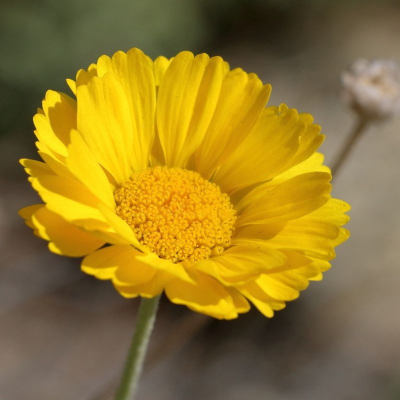 Desert Marigold Blooms With Very Little Water