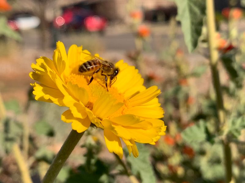 Desert Marigold Glows In Hard Sun