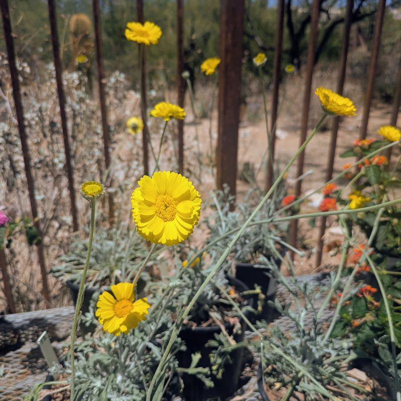 Desert Marigold Handles Hot Pavement Areas