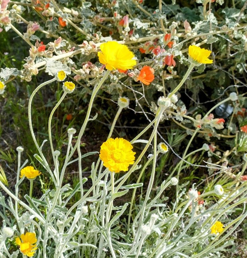 Desert Marigold Handles Hot Sunny Spots With Ease Desert Marigold Handles Hot Sunny Spots With Ease