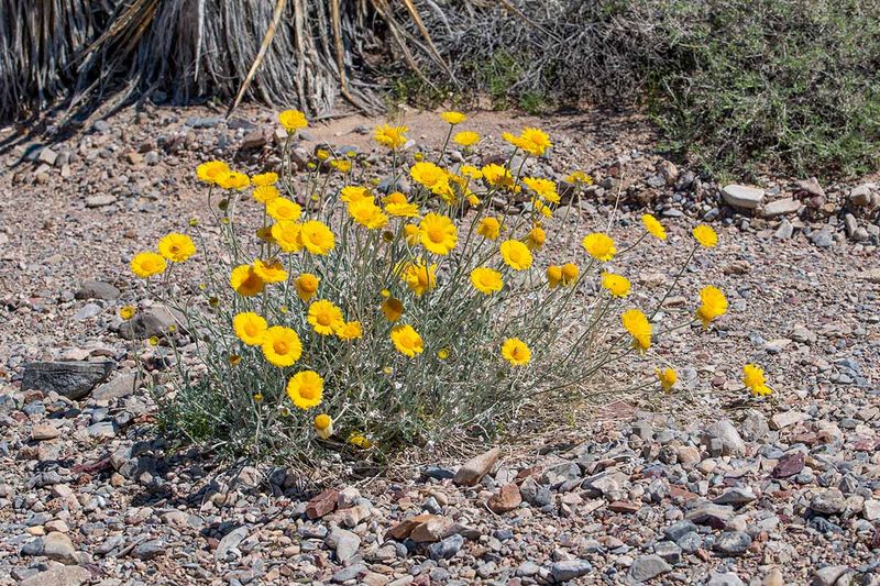 Desert Marigold Naturally Blooms For Months