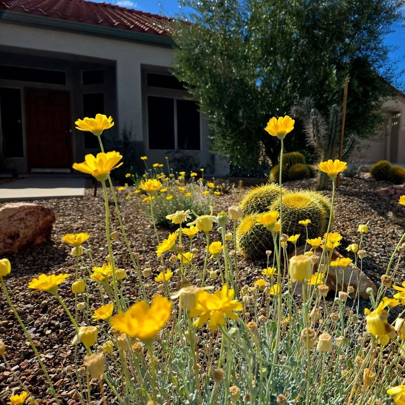 Desert Marigold Softens Hardscape With Long-Lasting Color