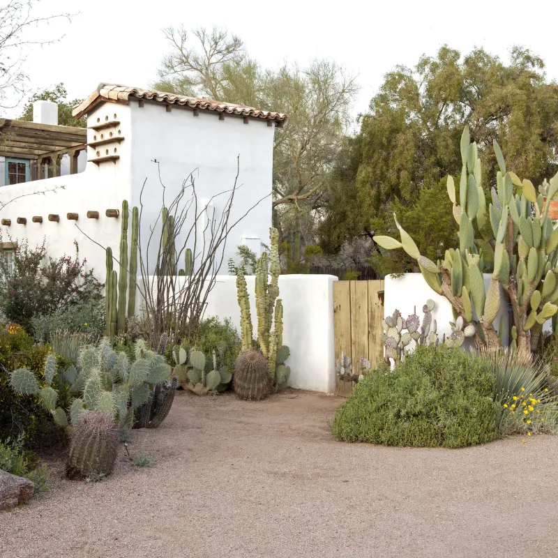 Desert Plants May Be Making Your Yard Better Quail Habitat