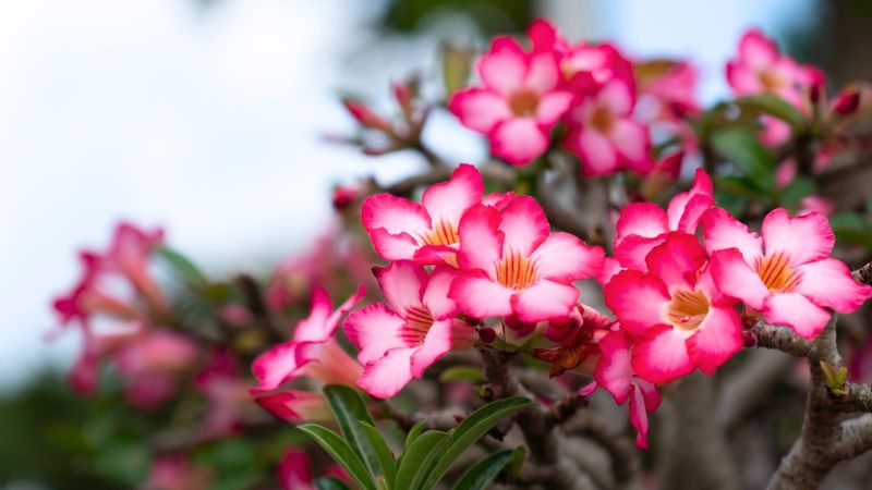 Desert Rose Treats Brutal Afternoon Heat Like Blooming Weather Desert Rose Treats Brutal Afternoon Heat Like Blooming Weather