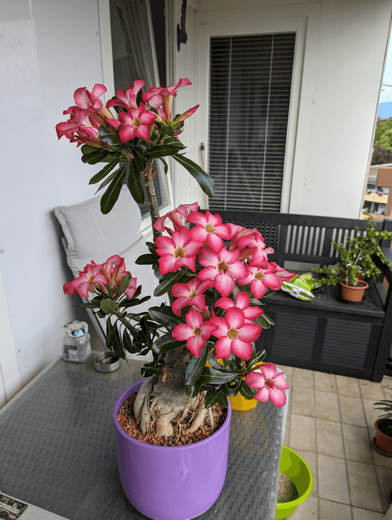 Desert Rose Turns Baked Patios Into A Blooming Showcase