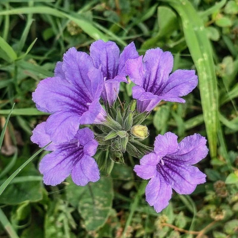 Desert Ruellia Handles Heat With Minimal Water