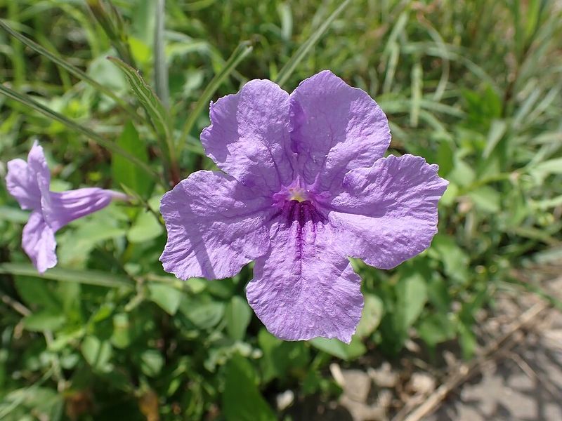 Desert Ruellia Produces Striking Violet Trumpets Desert Ruellia Produces Striking Violet Trumpets