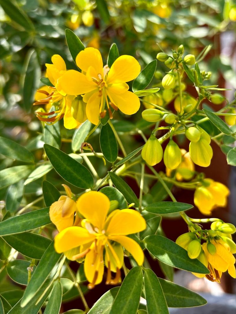 Desert Senna Glows With Golden Clusters Desert Senna Glows With Golden Clusters