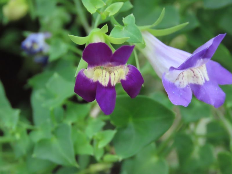 Desert Snapdragon Vine Softens Porch Rails