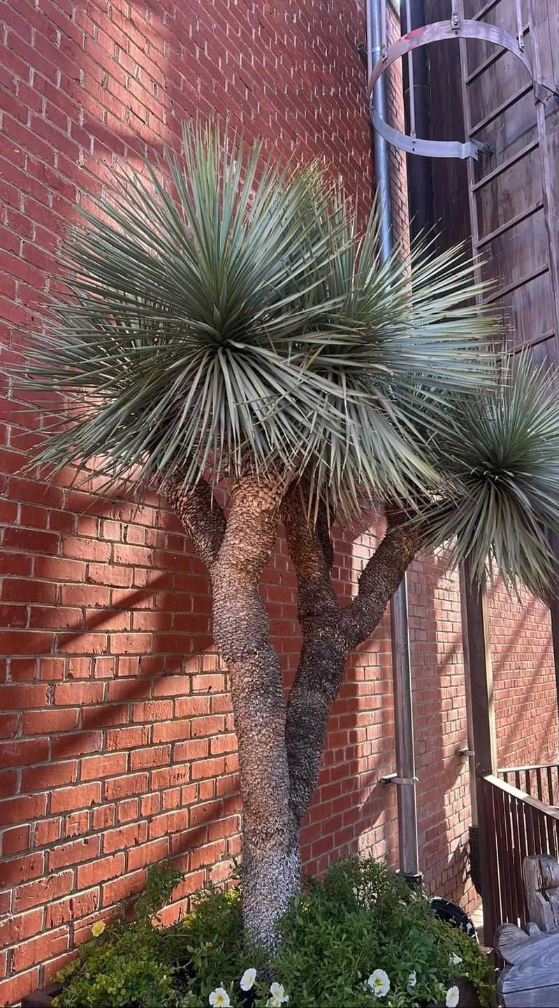 Desert Spoon Makes A Low-Mess Architectural Accent Desert Spoon Makes A Low-Mess Architectural Accent