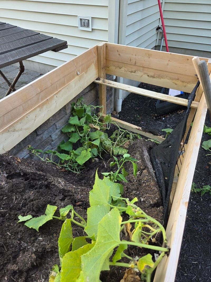 Desert Weather Can Be Tough On Wooden Raised Beds Desert Weather Can Be Tough On Wooden Raised Beds