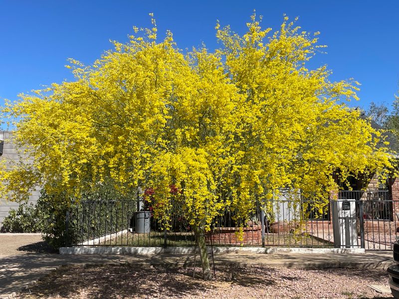 Desert Wildlife And Pollinator Benefits Of Palo Verde Trees Desert Wildlife And Pollinator Benefits Of Palo Verde Trees