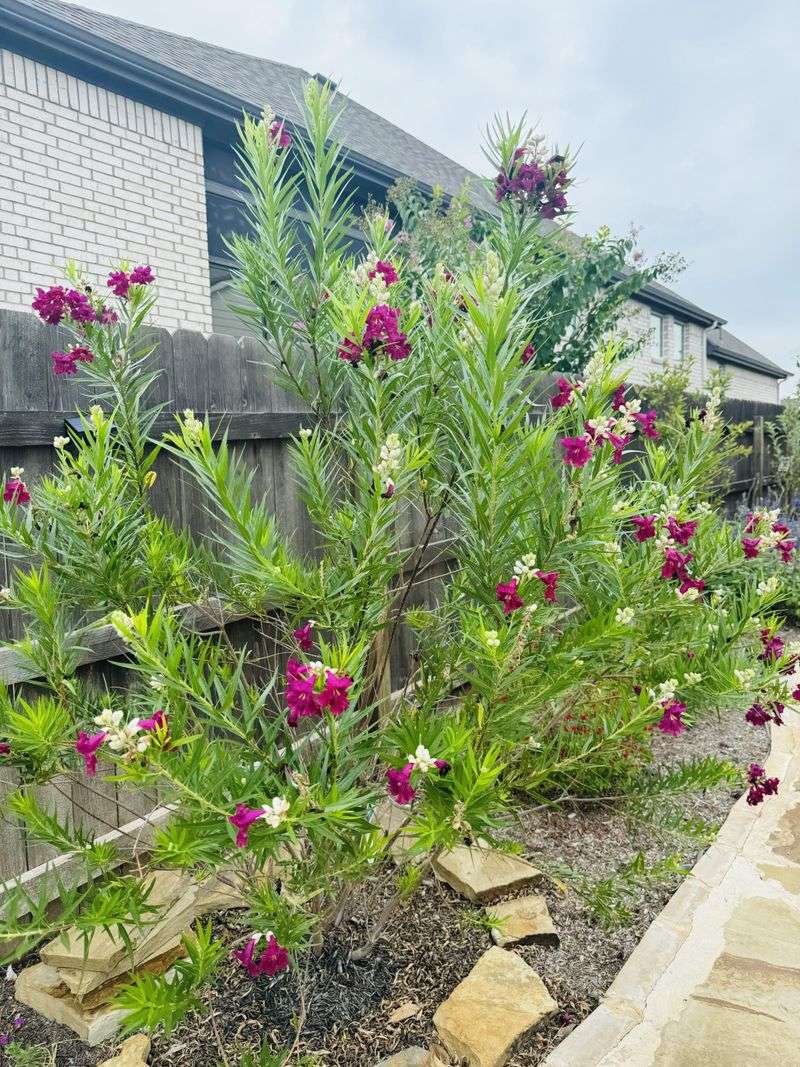 Desert Willow Has Low Root-Damage Potential Desert Willow Has Low Root-Damage Potential