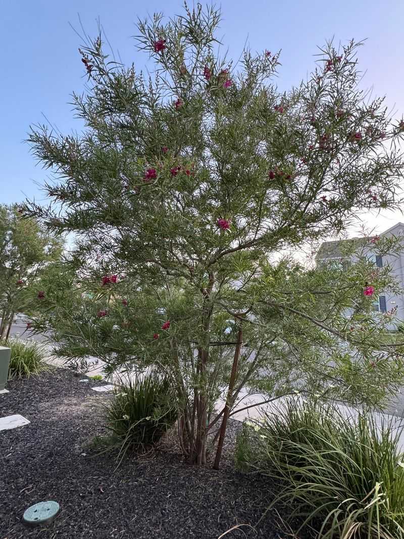 Desert Willow Keeps Blooming Through Serious Heat
