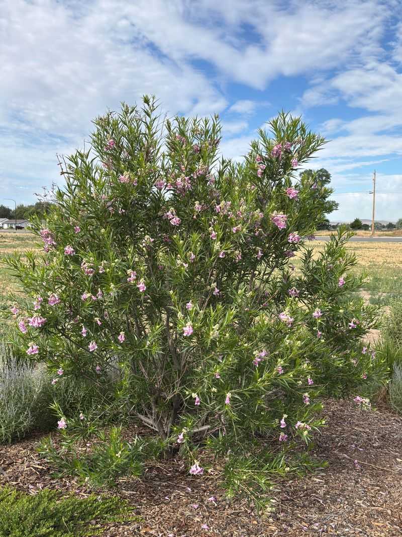 Desert Willow Desert Willow