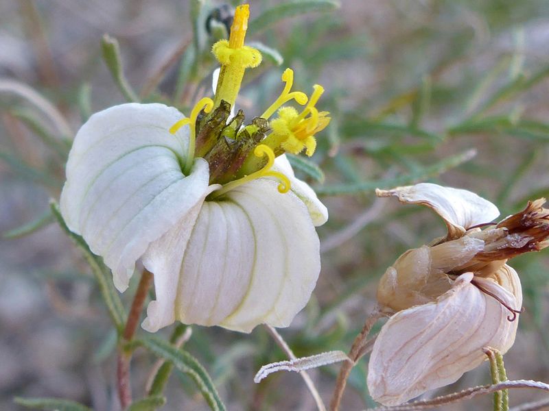 Desert Zinnia Keeps Blooming In Full Sun