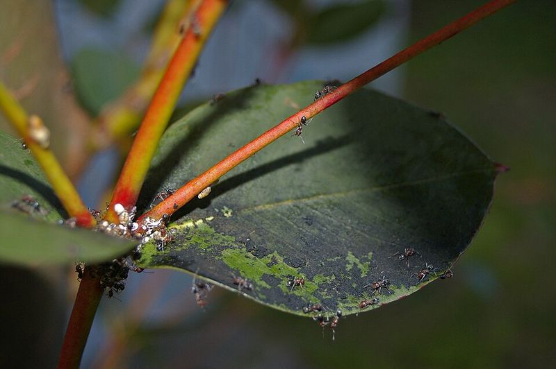 Determining Whether This Harms Your Tree Determining Whether This Harms Your Tree