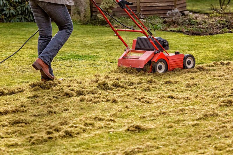 Dethatch Only While Bermuda Has Time To Recover