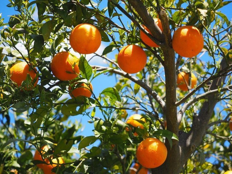 Developing Fruit Holds Steady On The Branches
