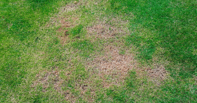 Diagnose Those Brown Patches Before Feeding Them