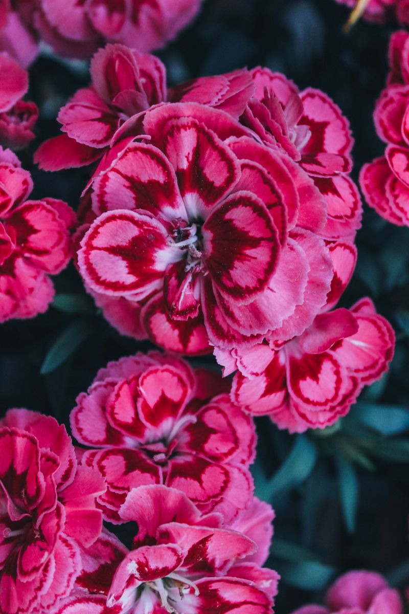 Dianthus