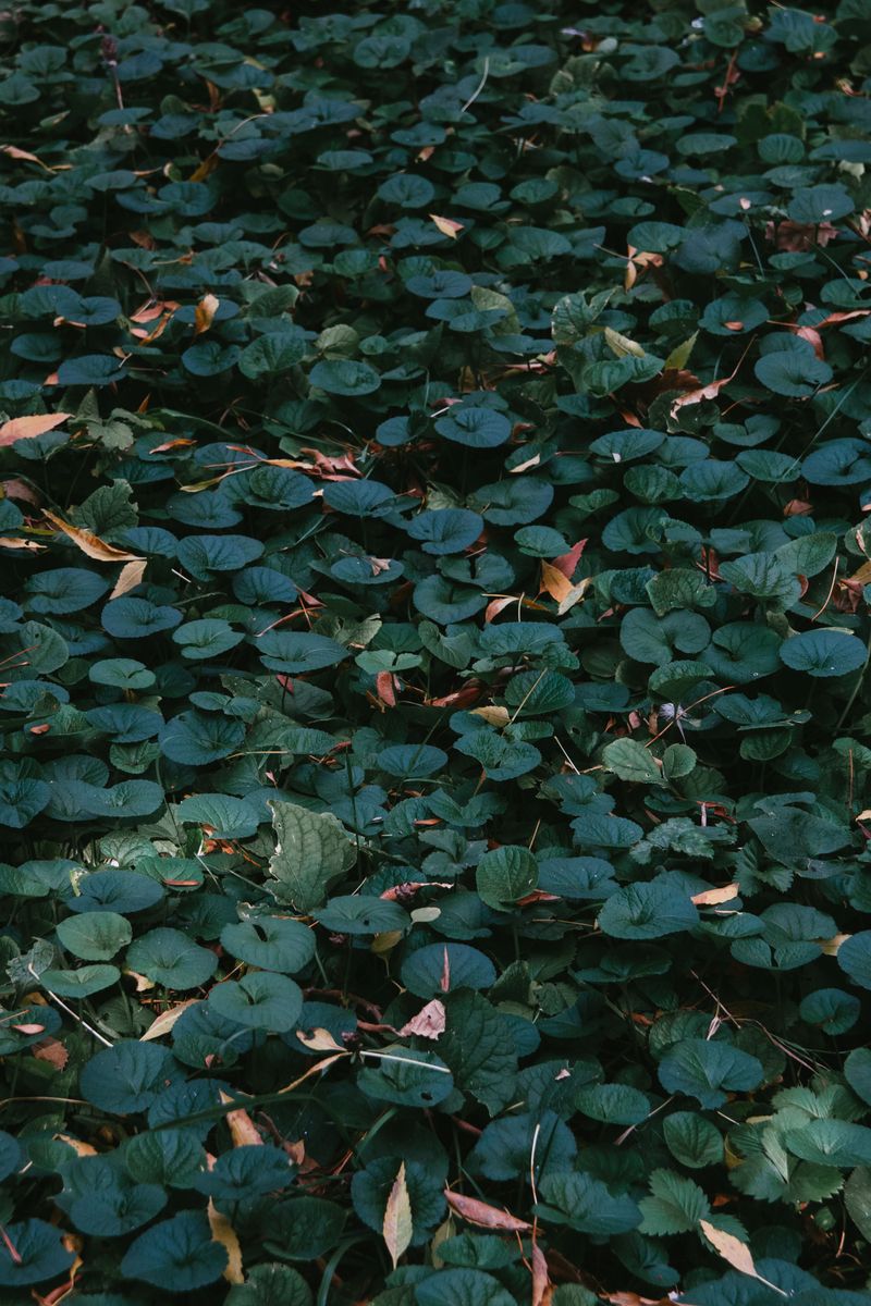 Dichondra Dichondra