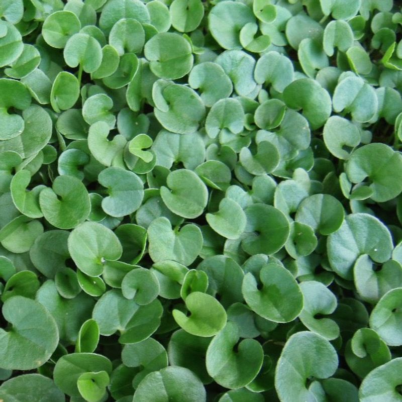 Dichondra Filling Shady Citrus Beds With Soft Green Growth